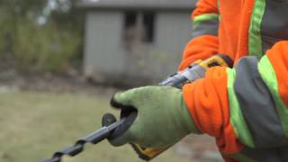 Bracing Bolt Installation for Tree Preservation | Cohen & Master