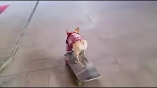 skater doggo