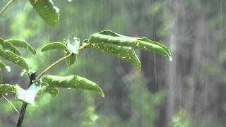 rain on leaves