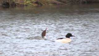 Goosander Caldecotte Lake 20th December 2014