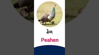 Peahen meaning in Gujarati - English Dictionary