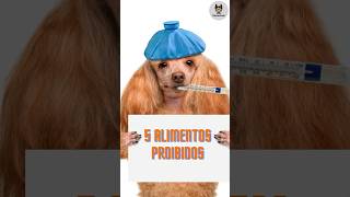 Nunca de isso para o seu cachorro! #cachorro #dog #pets #dog #saudecanina