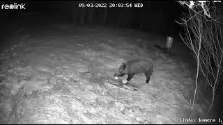 Big Fat Wild Hog has found Something to Eat/Mežacūkai garšo kārums