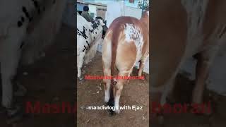 27.06.2022 bhains colony mandi/ cow mandi 2022 @mandivlogswithEjaz