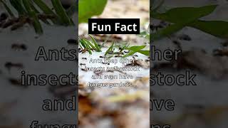 Fun Fact: 🐜👩‍🌾 Ant farms new meaning. #shorts #facts #nature #fun #ants