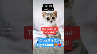 كيف أقول بالانجليزية إنّها القطّة، جمل انجليزيّة سهلة وبسيطة#shorts #shortstories