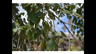 ABEDUL LLORÓN O ABEDUL PÉNDULO (Betula pendula)