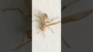 Wasp sting || wasp bite fact || bheer k katny sy falaj ka khtra Hidden secrets