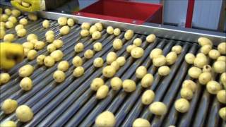 Tong Packhouse Washing Line for potatoes