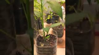 grow vegetables in plastic bottle.