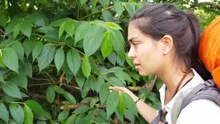 Agrofloresta na Selva Baixa - Diários da Agrofloresta