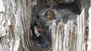 Fabyan Great Horned Owl Nest - Feeding Time