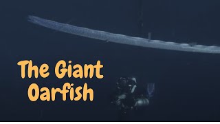 The Giant Oarfish: Unraveling the Mysteries of the Deep Sea Serpent