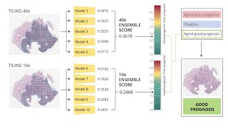 V1 Colorectal Cancer by DoMore Diagnostics.