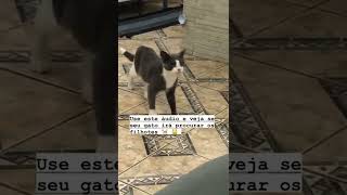 Aumenta o som e veja a reação do  teu gato #shorts