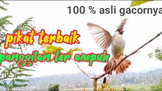 pikat burung kutilang terbaik || Ter ampuh ribut