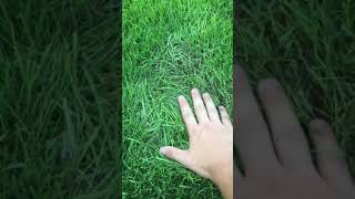 Fungus problem in lawn