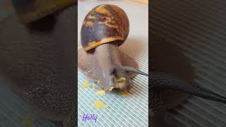 Holly eet "chips" 🐌 #archachatinamarginataovum #reuzenslakken #giantsnail  #giantafricanlandsnail