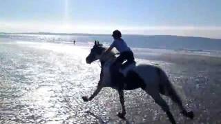 18hh v 15.1hh horses Galloping on the beach