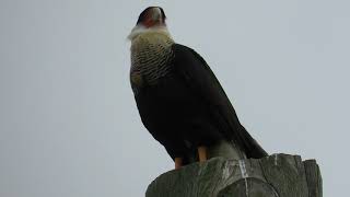 Crested Caracara