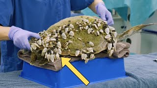 Sea Turtle Rescue - Watch as Barnacles Are Carefully Removed