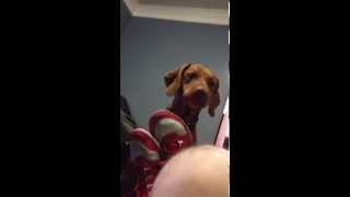 Early Cuyler the Vizla learns how much biting is allowed