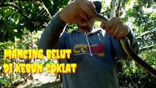 mancing belut di kebun colat