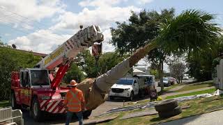 Camp Hill - Livistona Palm Installation