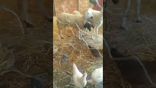 عواشر مباركة على الجميع بالصحة والراحة 🐏🎊