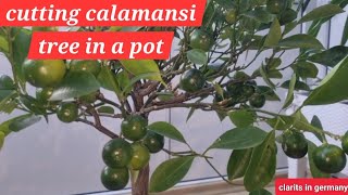 how to plant calamansi tree by cutting / pruning experiment in winter time / calamansi   in a pot