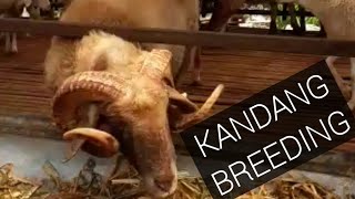 KANDANG BREEDING PEJANTAN DOMBA AUSTRALIA #BREEDINGDOMBOS