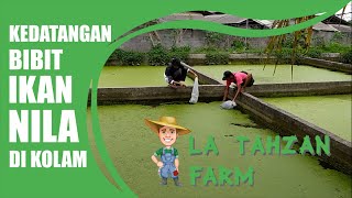 TEBAR BIBIT NILA 5000 EKOR DI KOLAM LA TAHZAN FARM