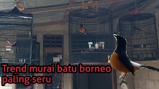 MURAI BATU BORNEO TREND SUPER GACOR