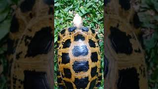 Forsten's Tortoise (Indotestudo forstenii)