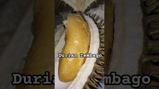 Durian Tembago dari Lahat Sumatera Selatan #durian #durianindonesia #durianlahat #musangking #fruit