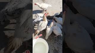 ##youtubeshorts #allpigeonbirds #birds #allpigeonbirds