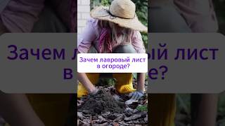 Зачем закапывать лавровый лист в огороде?  #огород #дача #рецепт #сад