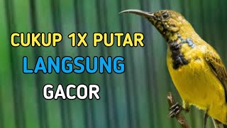 🔴 CUKUP 1X PUTAR LANGSUNG GACOR, PANCINGAN SOGON BIAR GACOR