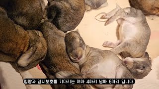 구조한 유기토끼가 10마리 아기토끼를 출산했어요!