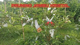 MANFAAT PRUNING JAMBU KRISTAL