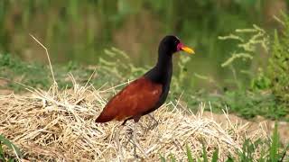 JAÇANÃ (Jacana jacana) cafezinho, casaca de couro, ferrão,pia sol, narceja,asa de seda,maria faceira