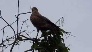 Savanna Hawk (Buteogallus meridionalis)