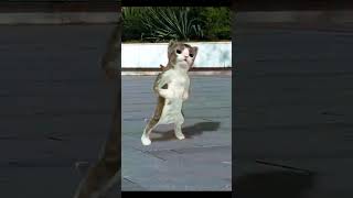 ভাইরাল ক্যাট ফানি ভিডিও || new animal video 2024 || cute cat 2024| #funny_cats #viralreels