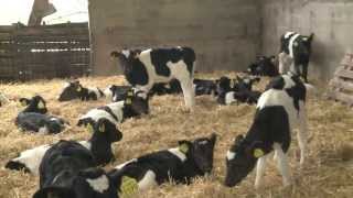 GAIN - Ruminant Feeds - Ventilation For Calves