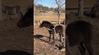 You can’t find a better equine “colt itching spot” in the entire world.