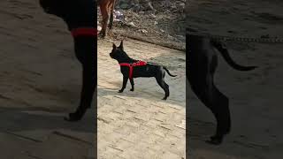 female pitbull vs Street male dog ##doglover #pitbull#pitbulldog