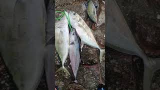 Mancing Seru Landed Ikan Trevat dan Tuna di satu spot