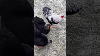 Zwerg #wyandotten-Birkenfarbig/Fütterung im Auslauf an einem frostigen Tag.#hühner#chickens#rooster