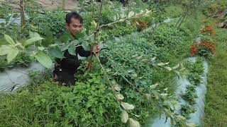 Tree Bender malaking tulong!