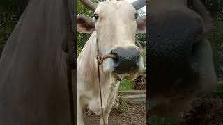 beautiful Hardworker Bull | #dairy #bull #forworking #whitebull #bulls #dairyfarming #animals #bull